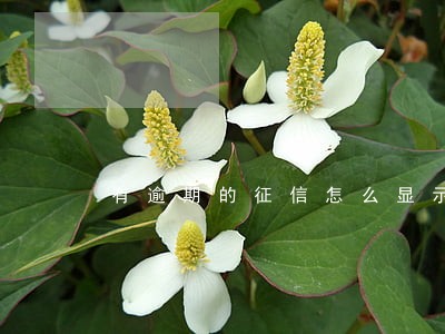 有逾期的征信怎么显示 有逾期的征信怎么显示