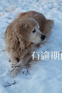 有逾期的网贷为啥没有催收 有逾期的网贷为啥没有催收