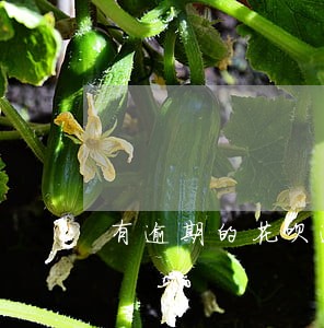 有逾期的花呗逾期一天会怎么样 有逾期的花呗逾期一天会怎么样