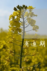 有逾期的黑户贷款平台
