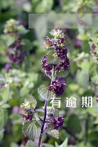 有逾期算不良信用吗 有逾期算不良信用吗