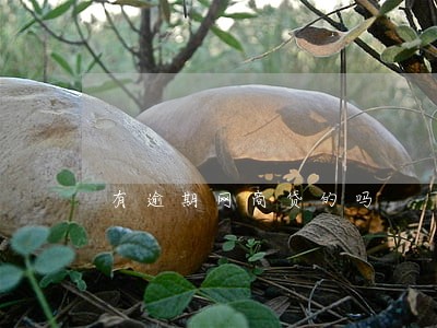 有逾期网商贷的吗 有逾期网商贷的吗