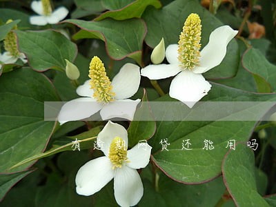 有逾期网贷还能用吗 有逾期网贷还能用吗