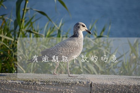 有逾期能下款的吗急 有逾期能下款的吗急