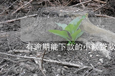 有逾期能下款的小额贷款 有逾期能下款的小额贷款