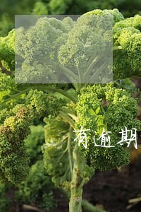 有逾期能下款的贷款软件