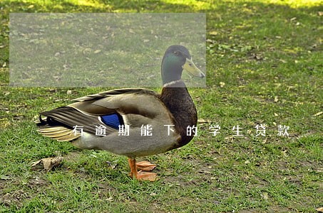 有逾期能下的学生贷款