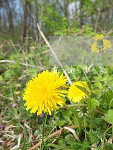 有逾期能不能公积金贷款买房 有逾期能不能公积金贷款买房