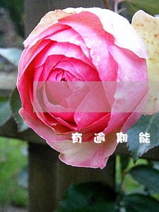 有逾期能不能办手机按揭 有逾期能不能办手机按揭