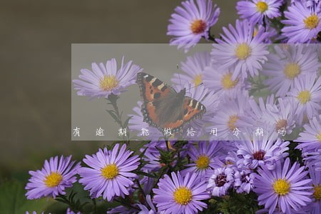 有逾期能做信用分期吗 有逾期能做信用分期吗