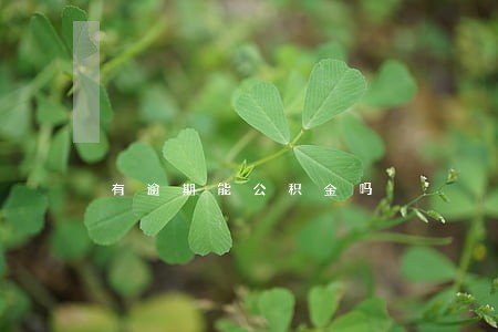 有逾期能公积金吗 有逾期能公积金吗