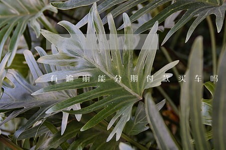 有逾期能分期付款买车吗 有逾期能分期付款买车吗