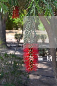 有逾期能办个体工商户 有逾期能办个体工商户