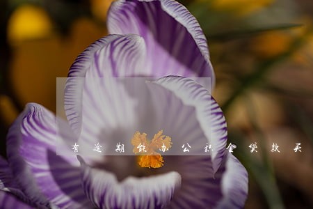 有逾期能办公积金贷款买房