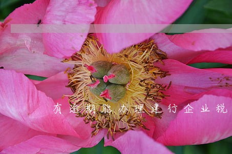 有逾期能办理建行企业税贷吗 有逾期能办理建行企业税贷吗