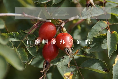 有逾期能办签证吗