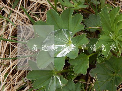 有逾期能否申请商贷 有逾期能否申请商贷