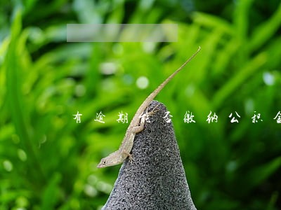 有逾期能否缴纳公积金贷款 有逾期能否缴纳公积金贷款