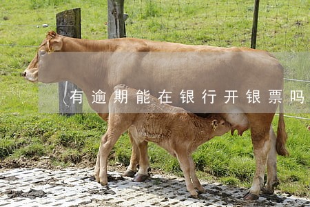 有逾期能在银行开银票吗 有逾期能在银行开银票吗