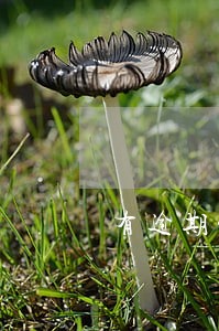 有逾期能够下的网贷 有逾期能够下的网贷