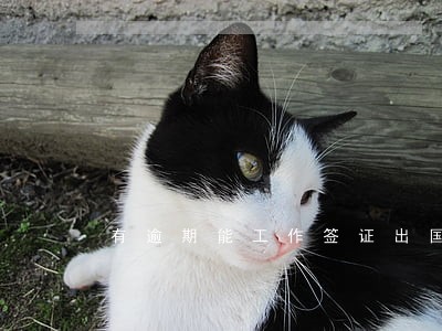 有逾期能工作签证出国吗 有逾期能工作签证出国吗