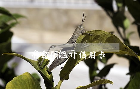有逾期能开信用卡