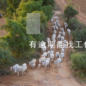 有逾期能找工作吗 有逾期能找工作吗