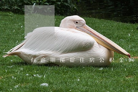 有逾期能提住房公积金吗 有逾期能提住房公积金吗
