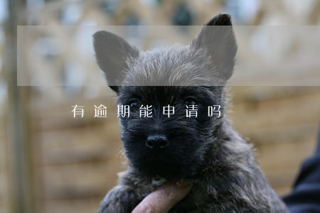有逾期能申请吗 有逾期能申请吗