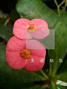 有逾期能申请招行e闪贷