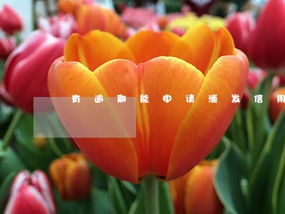 有逾期能申请浦发信用卡