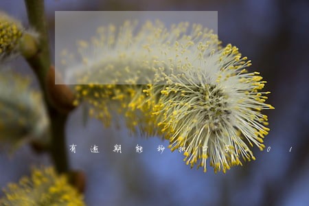 有逾期能秒批口子20186