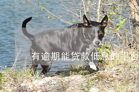 有逾期能贷款低息的平台