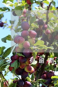 有逾期花呗怎么恢复 有逾期花呗怎么恢复