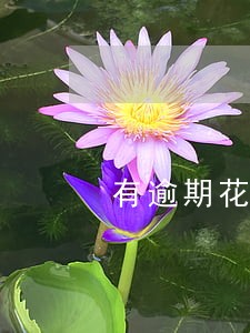 有逾期花呗有额度还能用吗 有逾期花呗有额度还能用吗