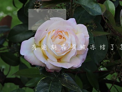 有逾期花呗被冻结了怎么办
