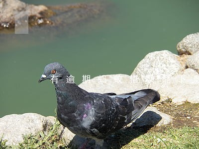 有逾期蚂蚁借呗能下款吗