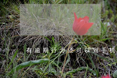 有逾期行为还可以到手机店分期吗 有逾期行为还可以到手机店分期吗