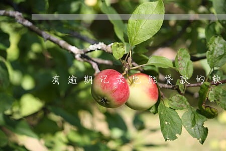 有逾期记录也能贷款的软件 有逾期记录也能贷款的软件