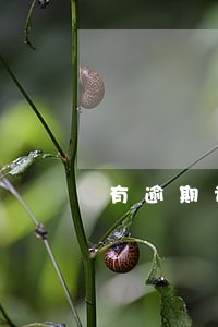 有逾期记录会影响出国留学吗 有逾期记录会影响出国留学吗