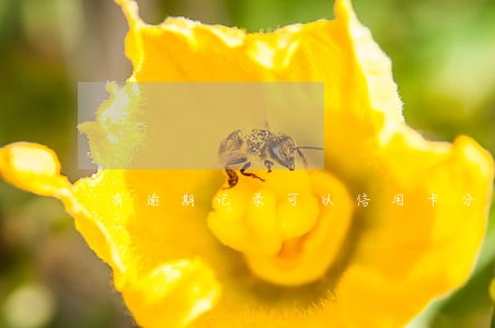 有逾期记录可以信用卡分期吗 有逾期记录可以信用卡分期吗