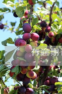 有逾期记录可以做担保人吗 有逾期记录可以做担保人吗