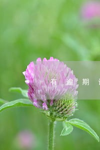 有逾期记录可以当监事吗 有逾期记录可以当监事吗