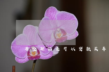 有逾期记录可以贷款买车房吗 有逾期记录可以贷款买车房吗