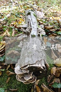 有逾期记录哪里可以网贷 有逾期记录哪里可以网贷
