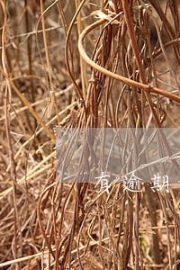 有逾期记录就不能用花呗 有逾期记录就不能用花呗