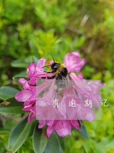 有逾期记录影响政审嘛
