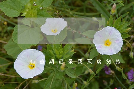 有逾期记录我买房贷款