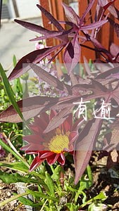 有逾期记录捷信贷款 有逾期记录捷信贷款