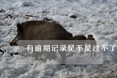 有逾期记录是不是过不了政审 有逾期记录是不是过不了政审